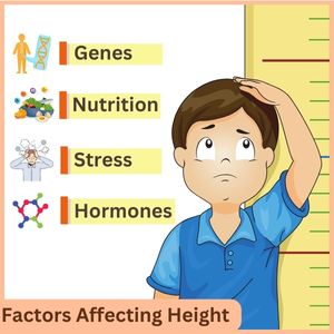 Image showing factors influencing height, including genetics, hormones, nutrition, and stress.